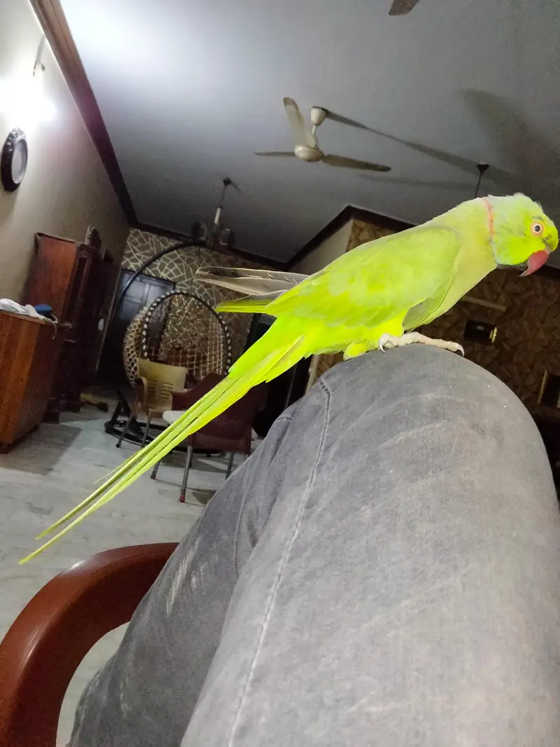 green ringneck parrot young  active handtame adult  blackface budgies — photo 2