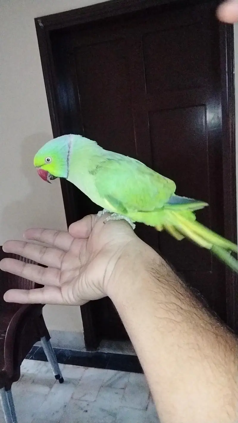 green ringneck parrot young  active handtame adult  blackface budgies — photo 3