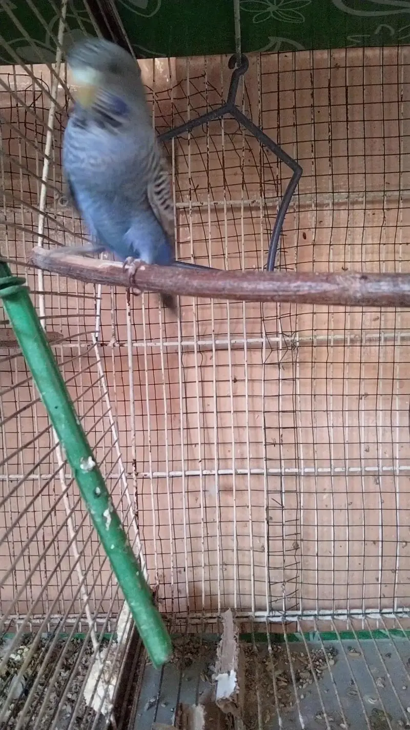 green ringneck parrot young  active handtame adult  blackface budgies — photo 4