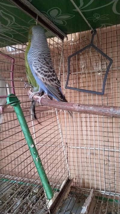 blackface budgies bajri