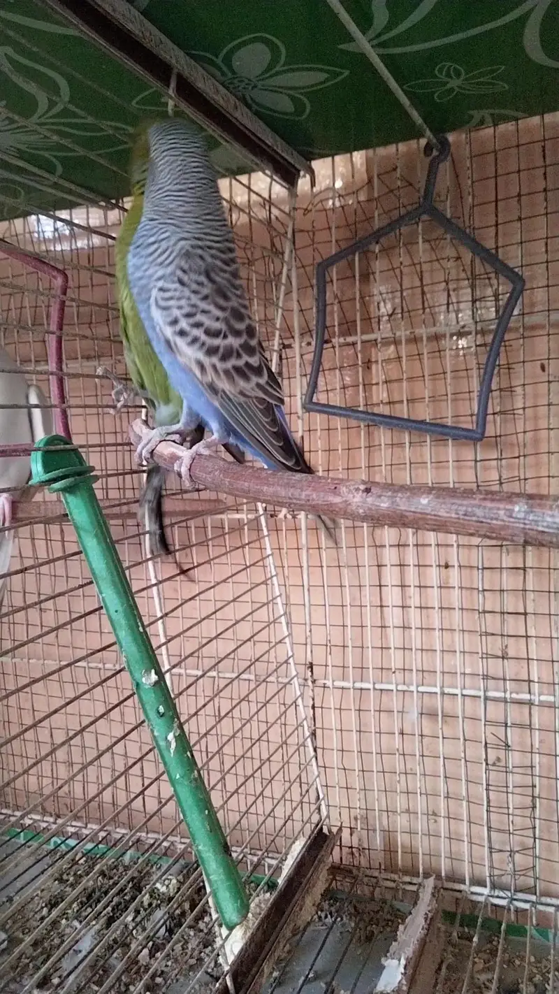 green ringneck parrot young  active handtame adult  blackface budgies — photo 5