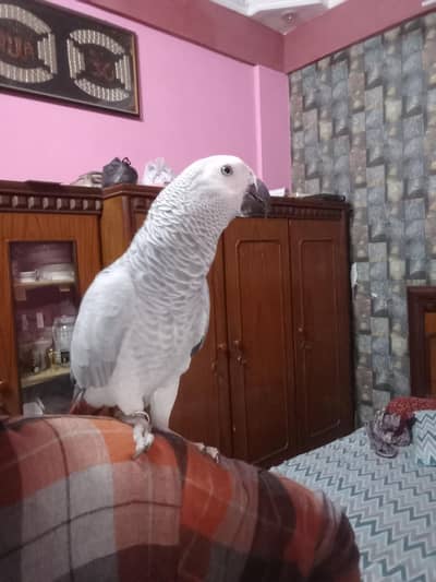 grey parrot 03123767968