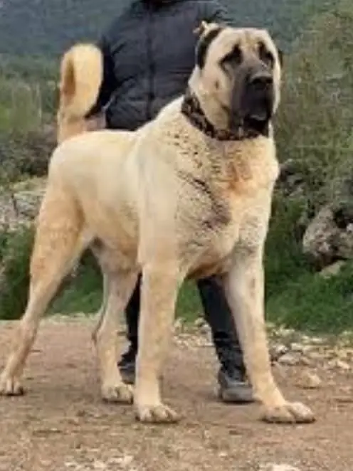 Kurdish kangal / security dog / king kurdish kangal puppies — photo 3
