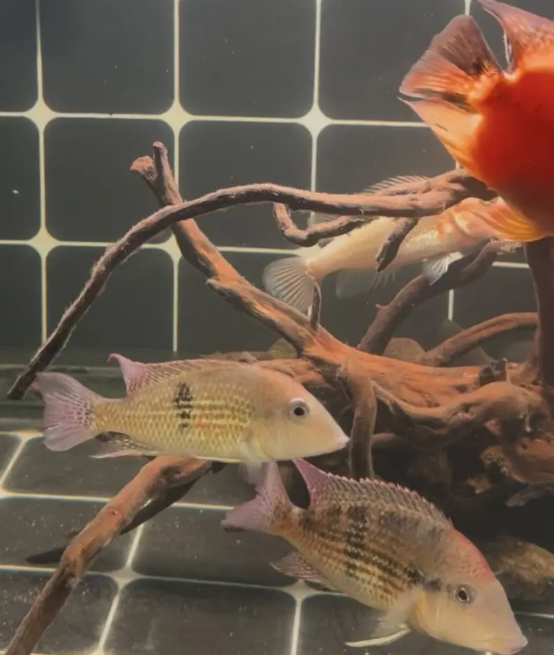 Red tiger parrot & geophagus — photo 7