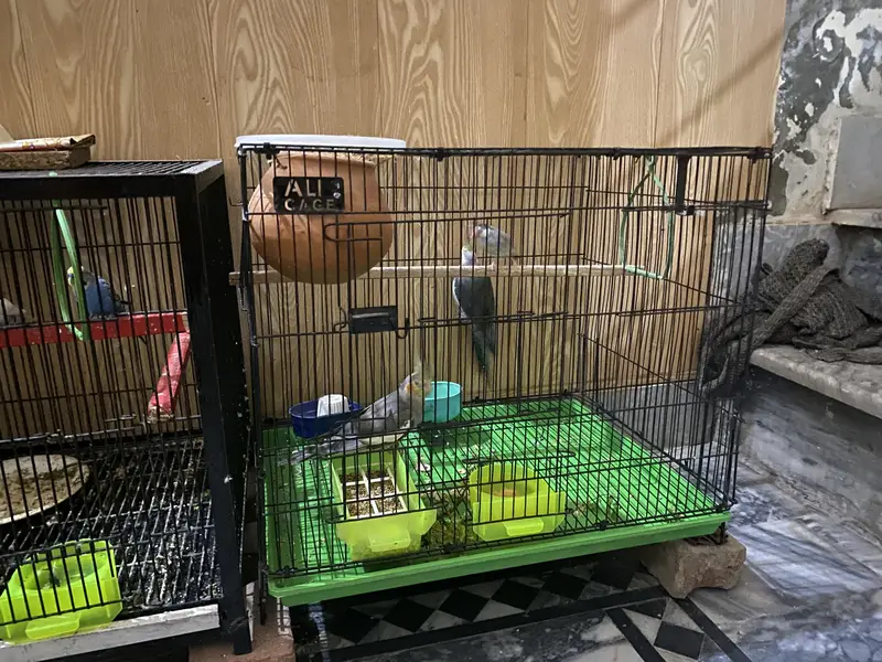4 type of cage available anyone interested contact me 03091444694 — photo 2