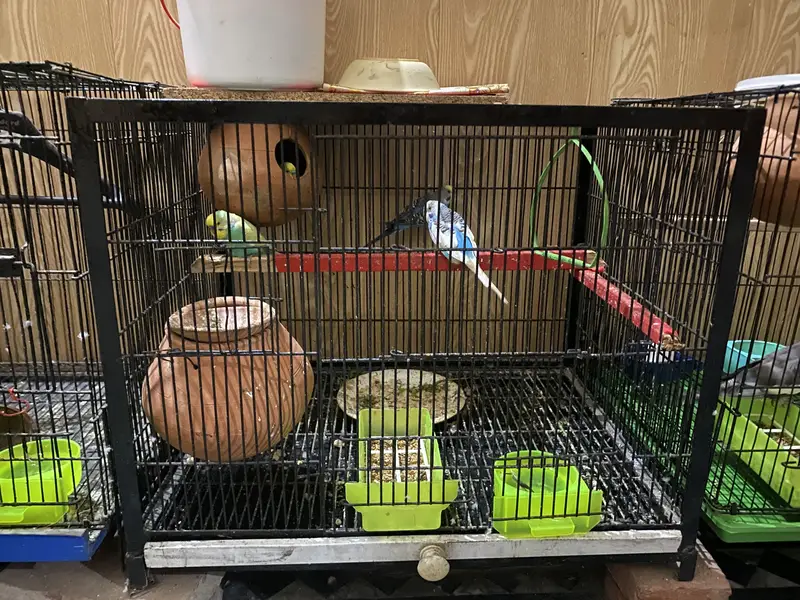 4 type of cage available anyone interested contact me 03091444694 — photo 3