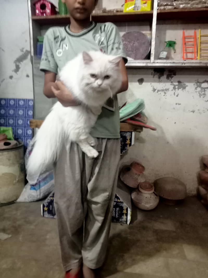 cat for sell 0