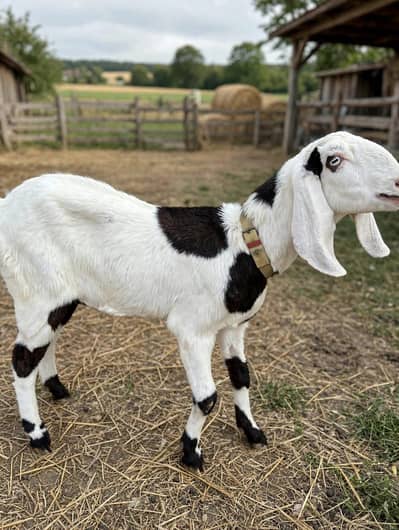 Female Goat for sale