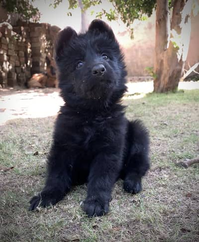 German shepherd black puppy