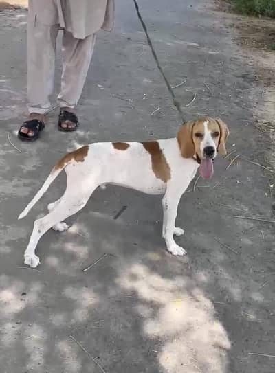 panter dog for sale