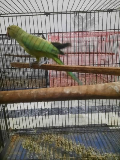 breader pair