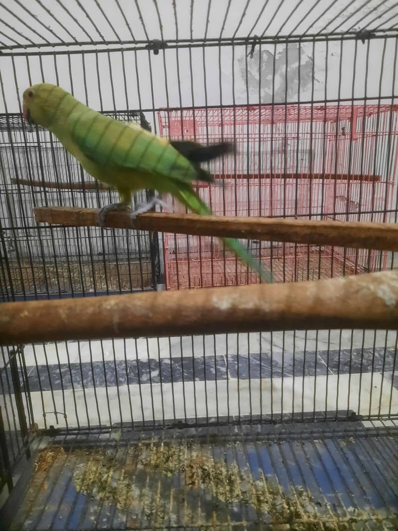 breader pair 0