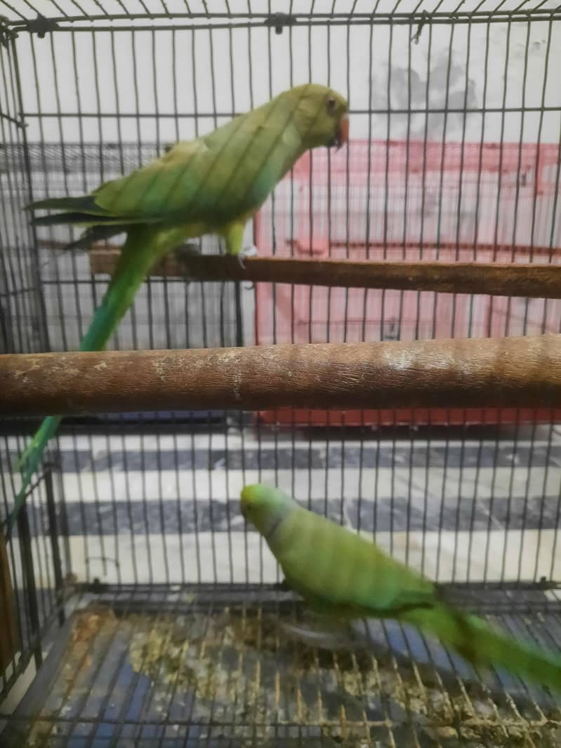 breader pair 1
