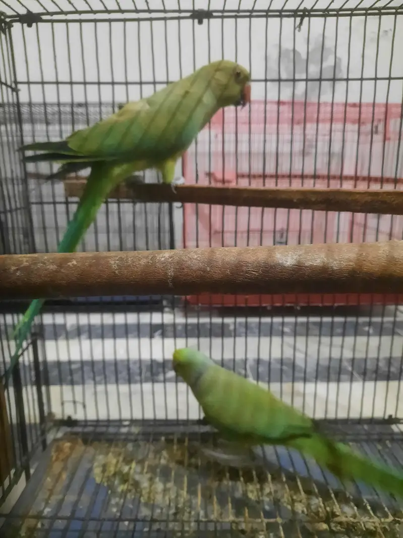 breader pair — photo 2