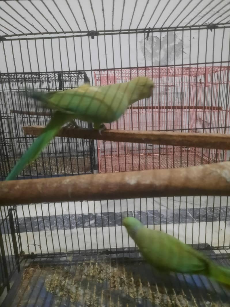 breader pair 2