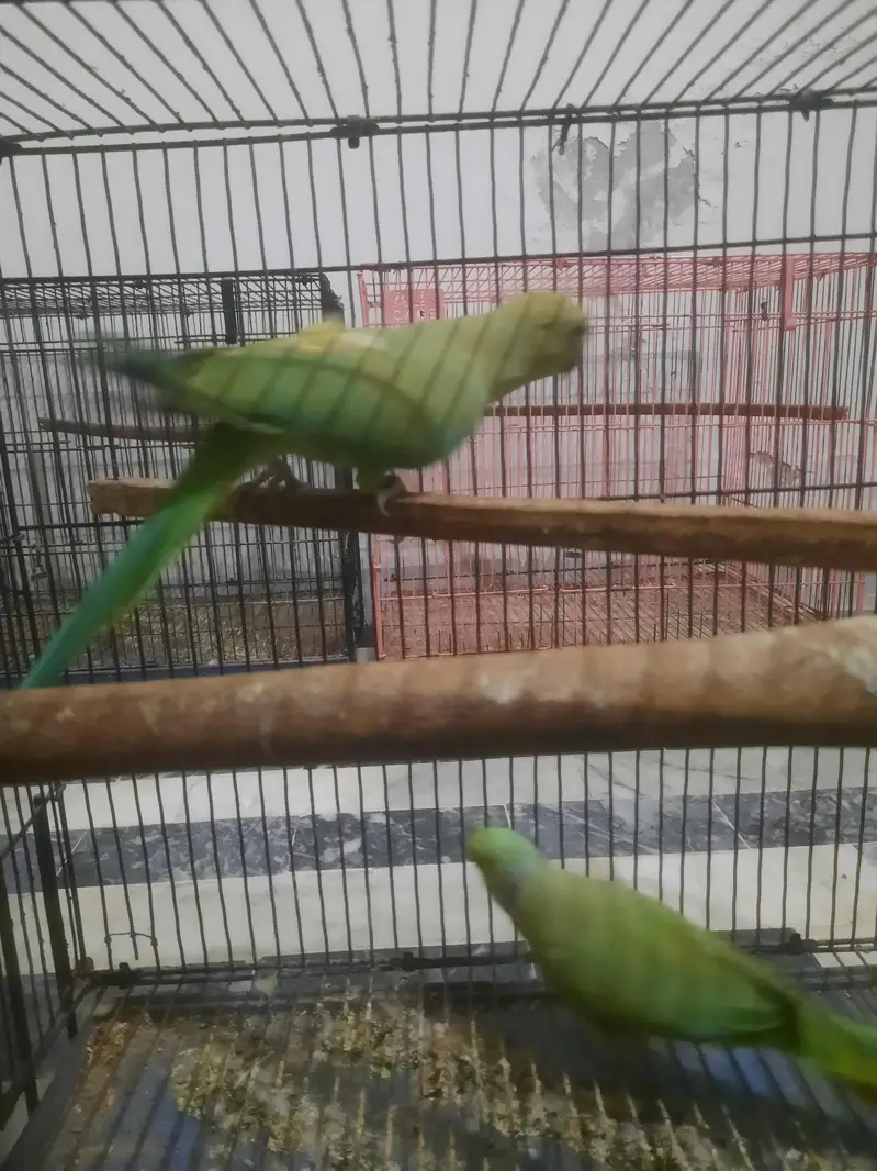 breader pair — photo 3