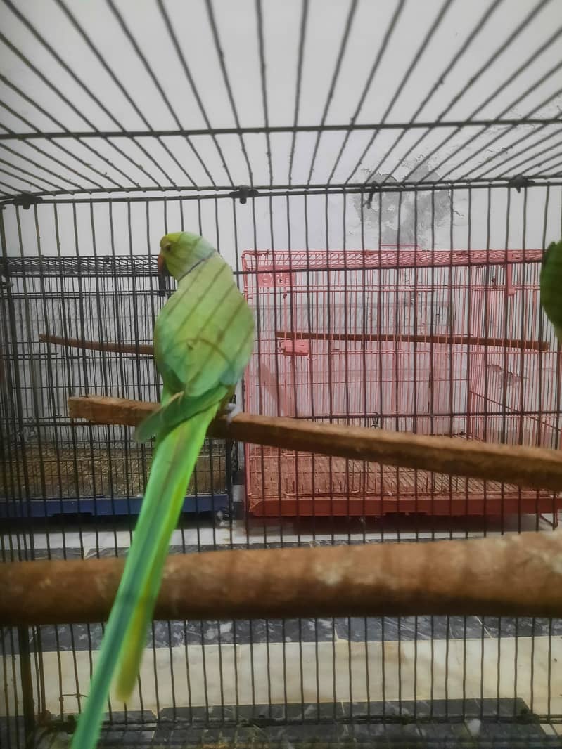 breader pair 3