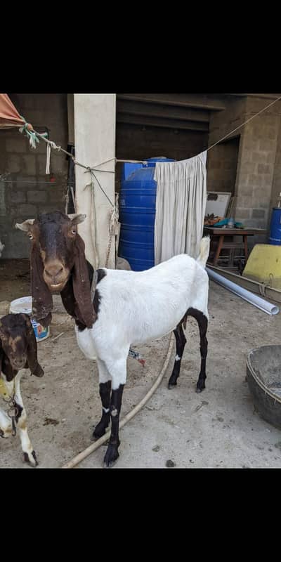 3 bakriyan urgent sale
