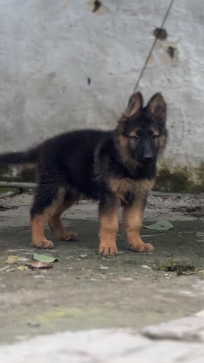 German shepherd puppies