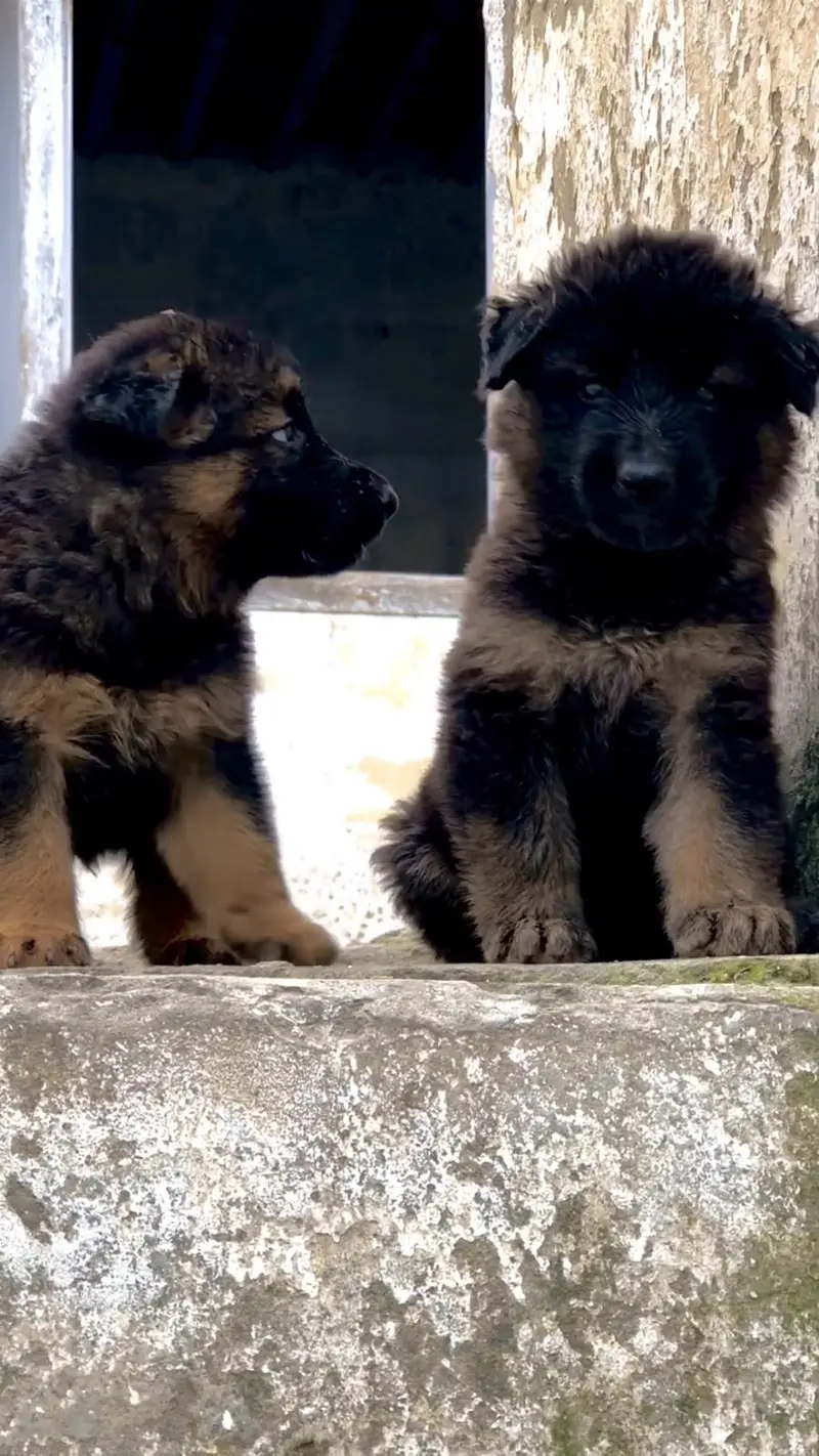 German shepherd puppies — photo 2