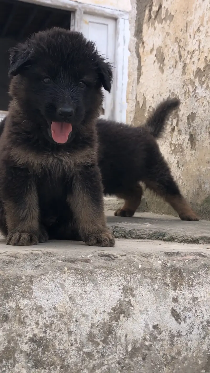 German shepherd puppies — photo 3