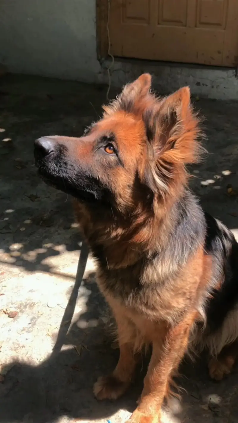 German shepherd puppies — photo 4