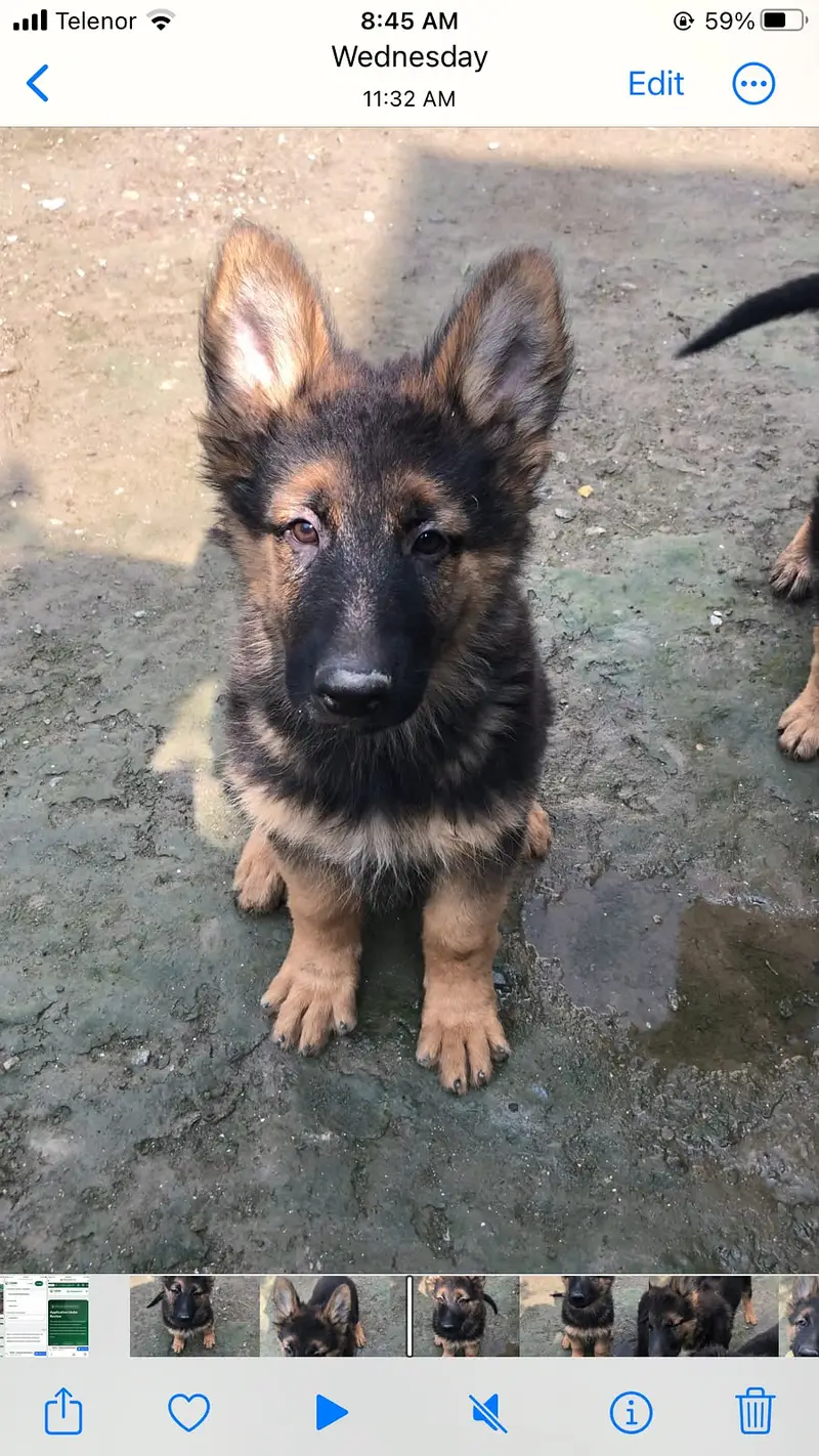 German shepherd puppies — photo 5