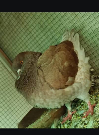 king breeder male
