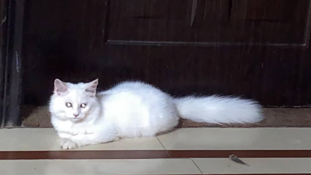 cat for sell 1