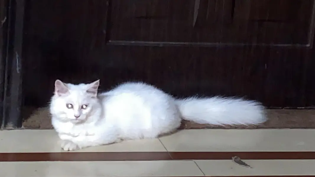 cat for sell — photo 2