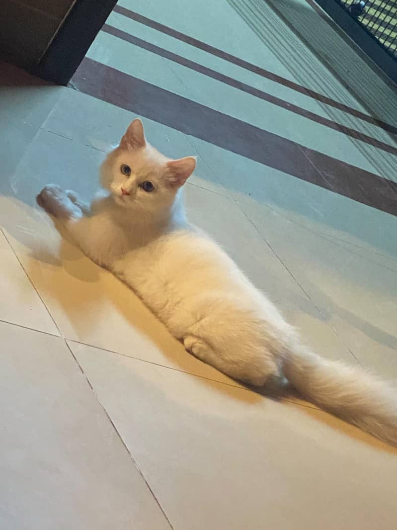 cat for sell 2