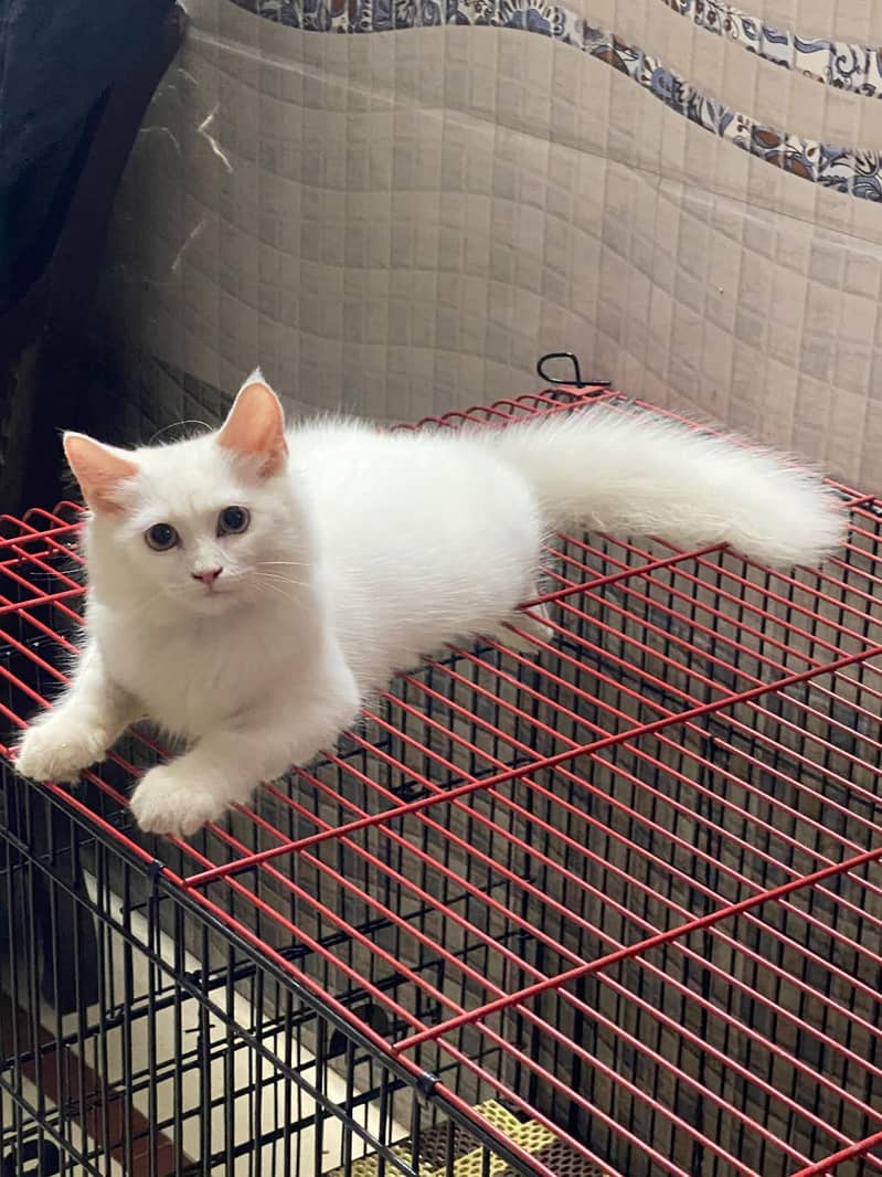 cat for sell 3