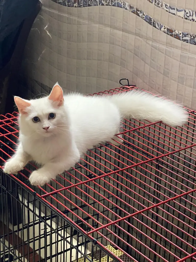 cat for sell — photo 4