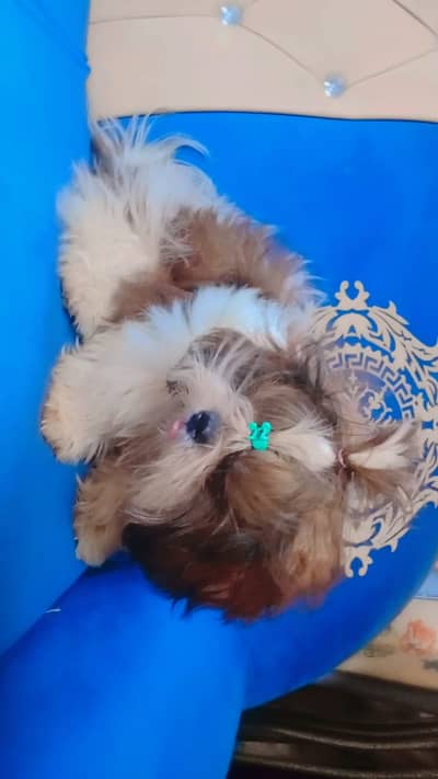  Shih Tzu Dog Pair for Sale 
