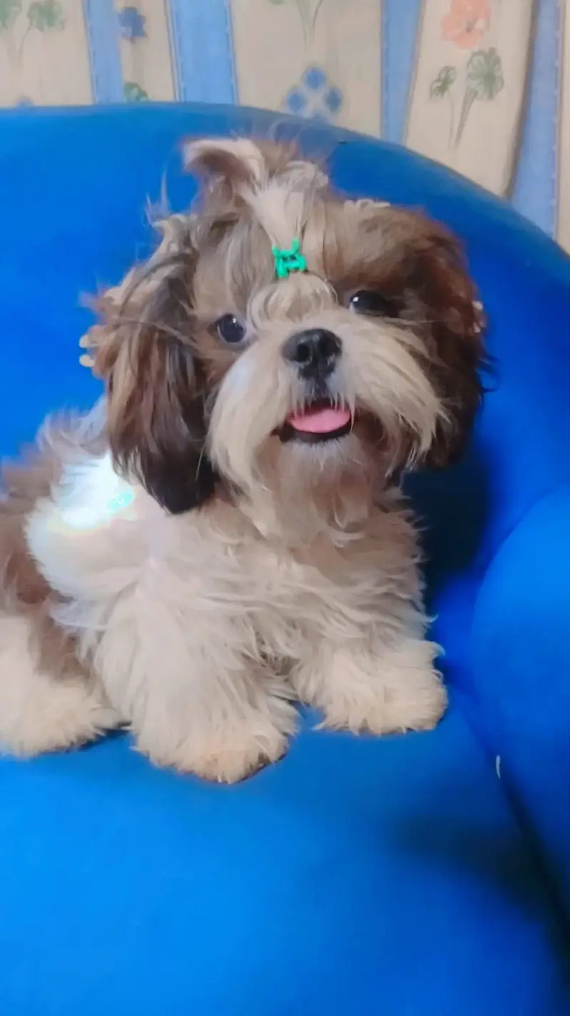  Shih Tzu Dog Pair for Sale  — photo 2