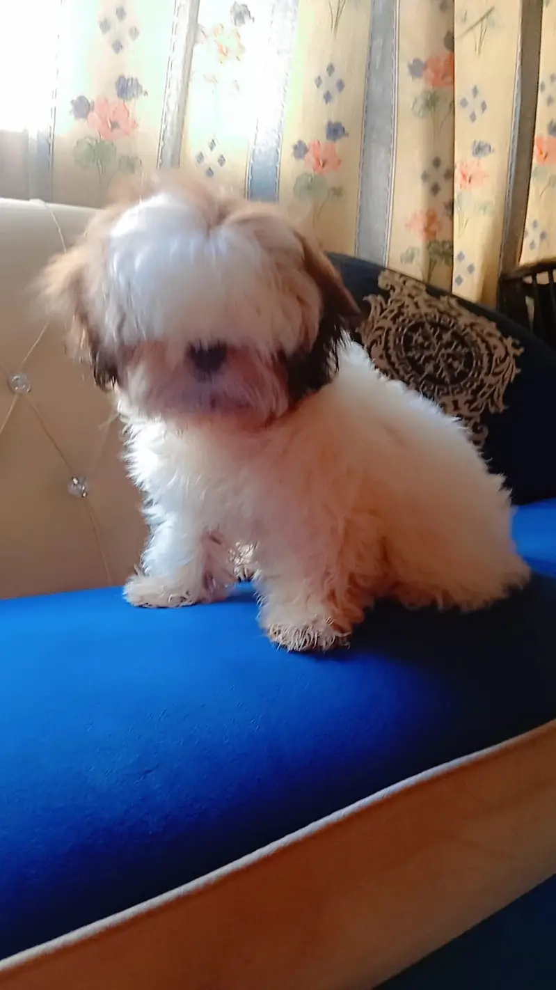  Shih Tzu Dog Pair for Sale  — photo 3
