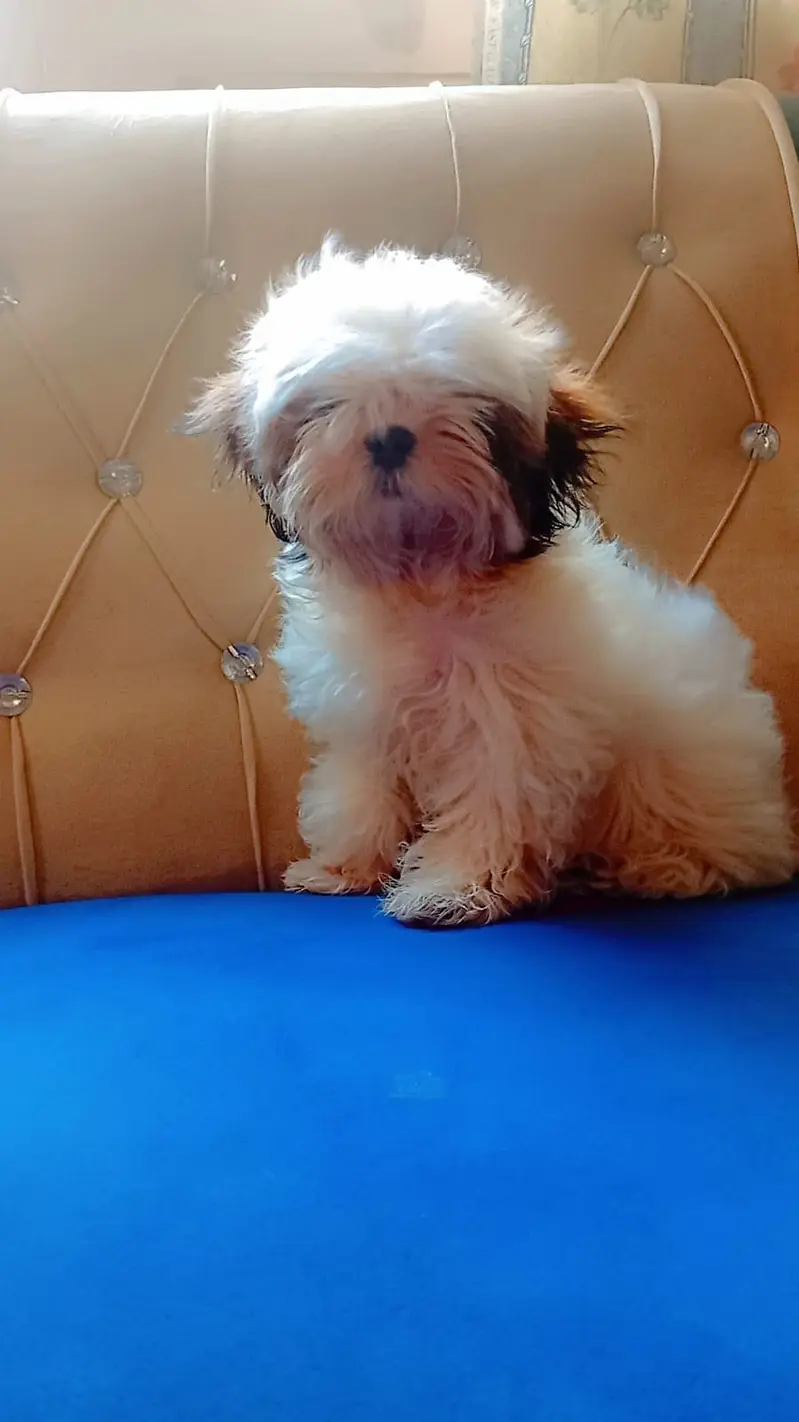  Shih Tzu Dog Pair for Sale  — photo 4