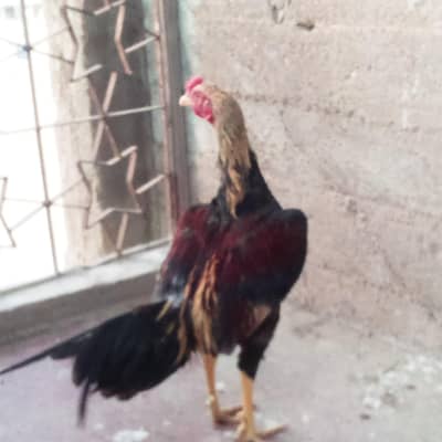 aseel male or 2  female