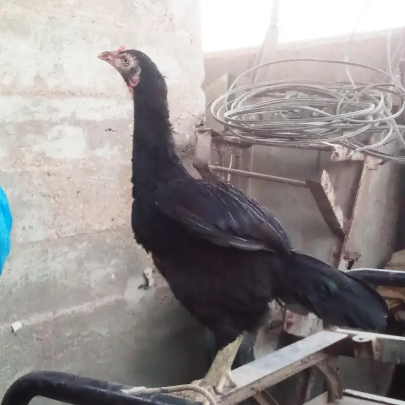 aseel male or 2  female — photo 2