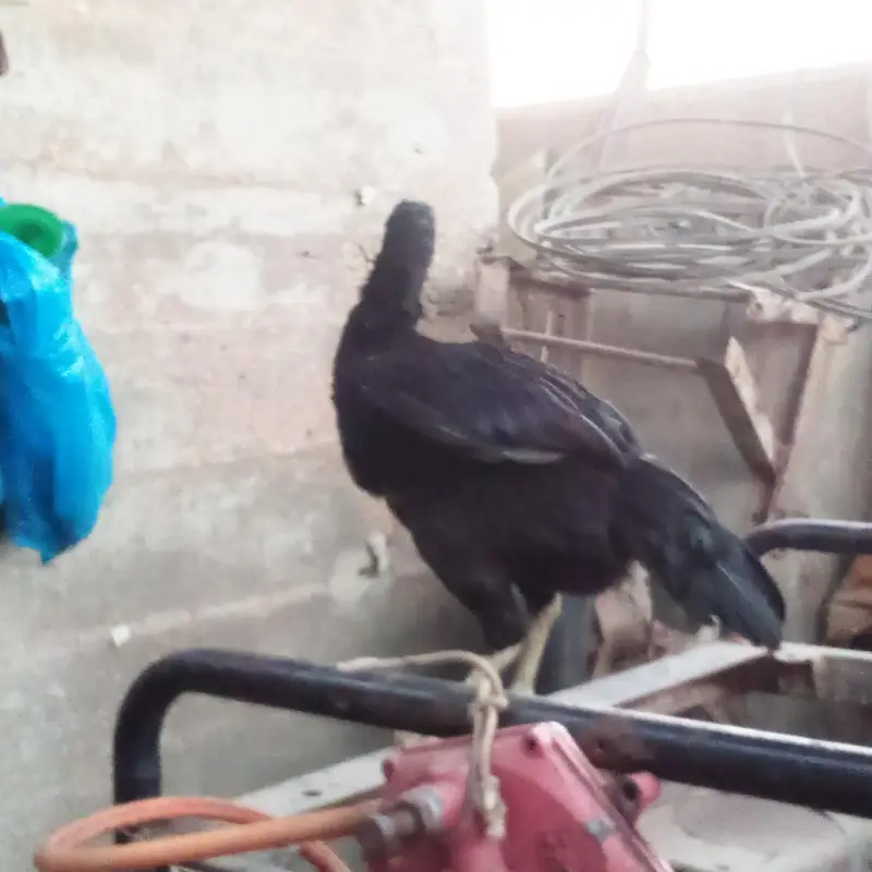 aseel male or 2  female — photo 4