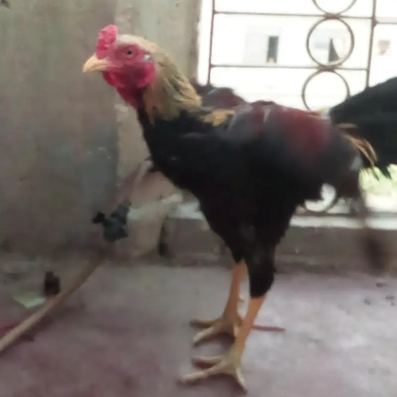 aseel male or 2  female — photo 5