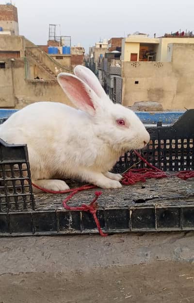 big size junglee | red eyes white rabbits
