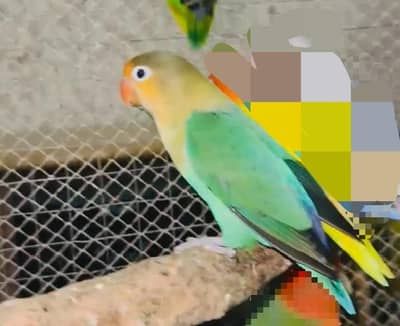 albino black eye female x parlblue male