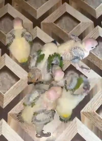 suncnore top quality chicks