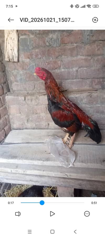 Healthy & Active Rooster (Murga) for Sale – Top Quality