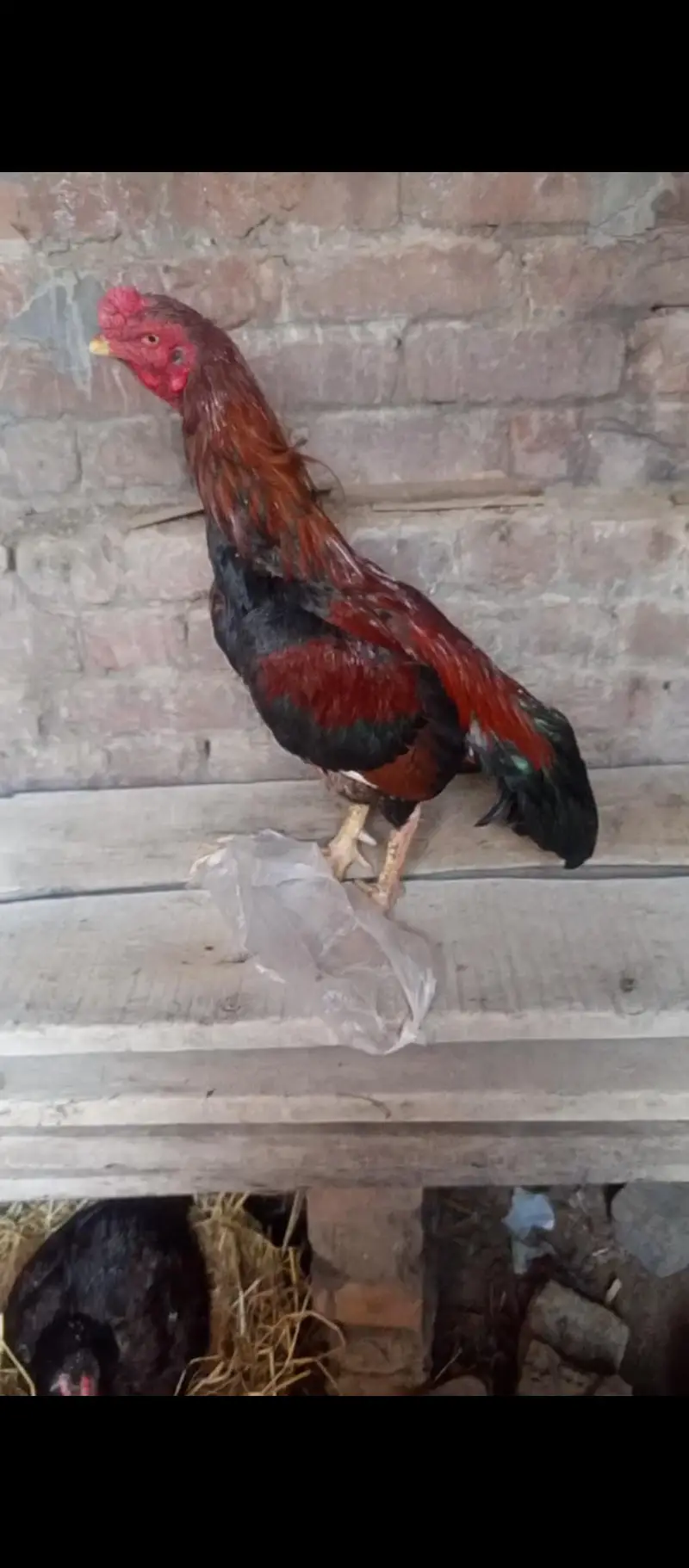 Healthy & Active Rooster (Murga) for Sale – Top Quality — photo 2