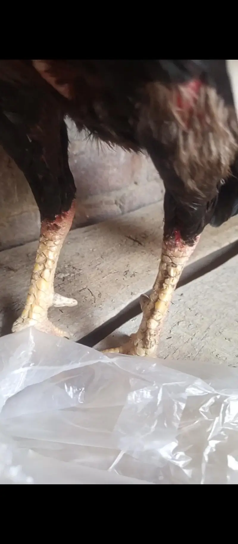 Healthy & Active Rooster (Murga) for Sale – Top Quality — photo 3
