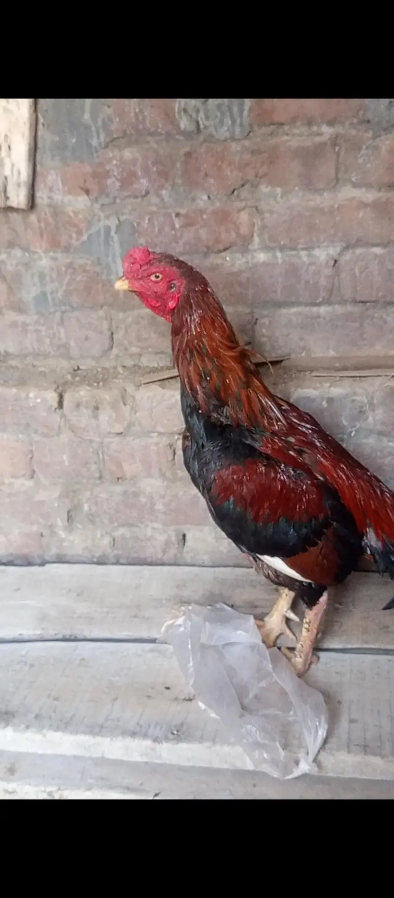 Healthy & Active Rooster (Murga) for Sale – Top Quality — photo 4