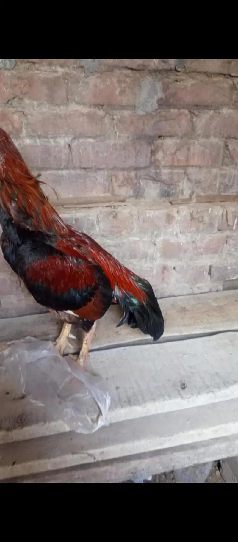 Healthy & Active Rooster (Murga) for Sale – Top Quality — photo 5