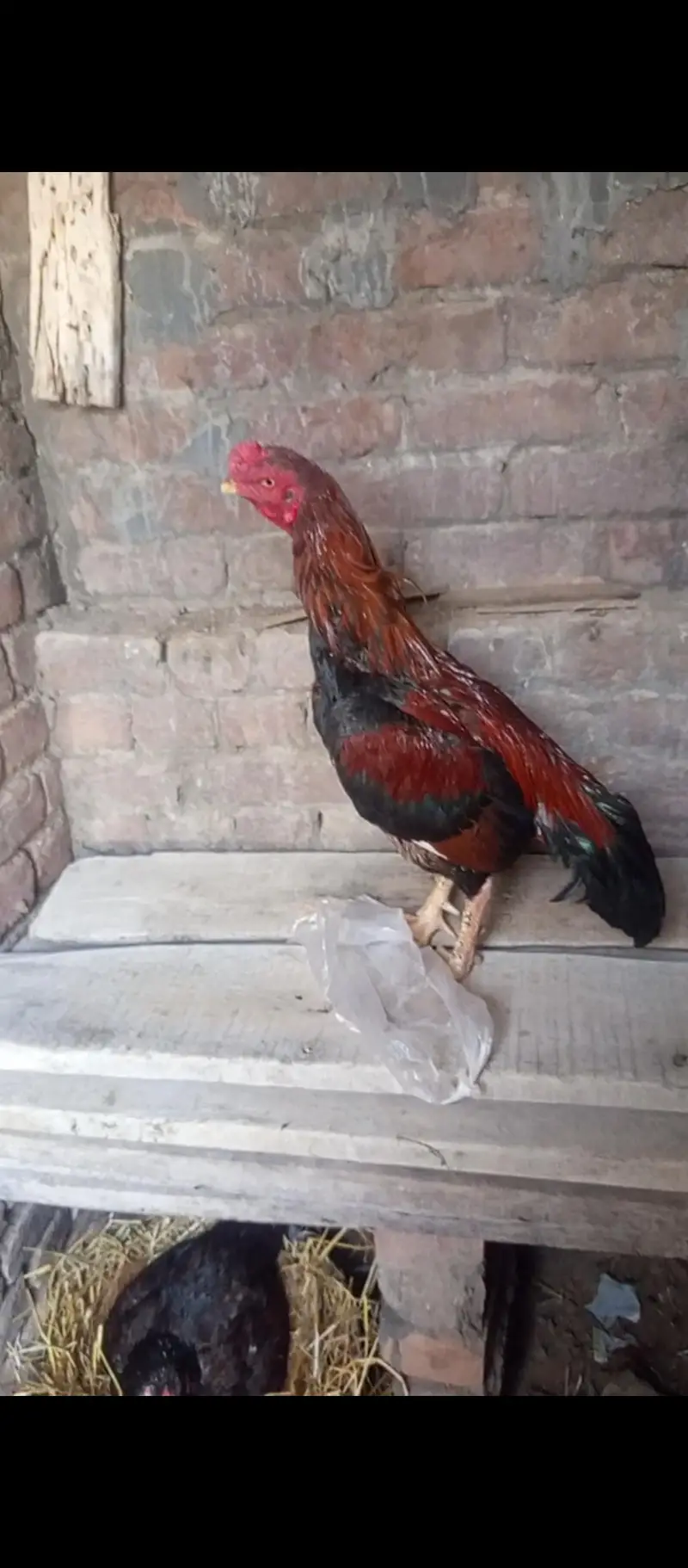 Healthy & Active Rooster (Murga) for Sale – Top Quality — photo 6